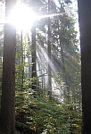 Sun beams.
