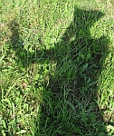 L'Ombre.